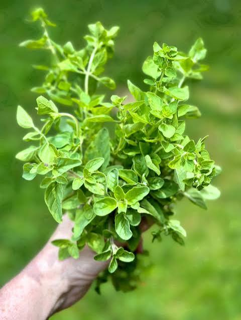 Small Batch Oregano Infusion